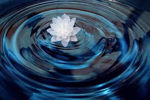 4 con giáp Tỵ, Mùi, Tuất, Dậu xua tan vận xui, tài lộc đổ về những ngày cuối tuần