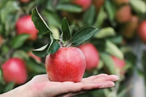 "Tác động tâm lý" thực sự có thể khiến con người cảm thấy tốt hơn. (Ảnh: ITN)