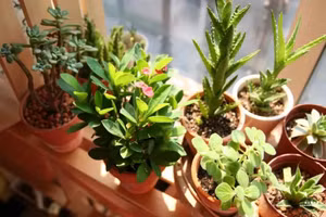 Cây cảnh trong phòng không chỉ có tác dụng làm đẹp, trang trí căn phòng mà còn có tác dụng thanh lọc không khí trong nhà một cách hiệu quả. (Ảnh: ITN).