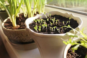 Trong một căn hộ có không gian hạn chế, việc sử dụng bệ cửa sổ để trồng cây con cũng có thể phát triển thành những chậu cây xanh tươi. (Ảnh: Shutterstock)