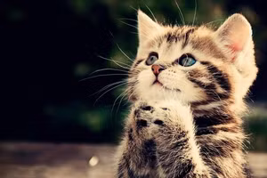 Tử vi tuổi Mão 2026: Tình duyên may mắn, đề phòng vướng thị phi, tranh chấp