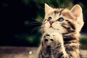 Tử vi tuổi Mão 2026: Tình duyên may mắn, đề phòng vướng thị phi, tranh chấp