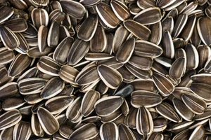 Hạt hướng dương chứa axit béo không bão hòa. Ăn nhiều sẽ tiêu hao một lượng lớn cholin, gây rối loạn chuyển hóa chất béo trong cơ thể. (Ảnh: ITN)