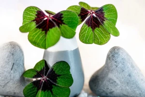 3 con giáp số đỏ hơn son, giàu có phát hờn ngày đầu tuần 19/1