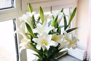 Mùi hương của hoa loa kèn có thể gây mất ngủ. (Ảnh: ITN)