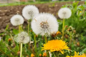 Bồ công anh chứa các hợp chất hoạt tính sinh học giúp giảm cholesterol ở người. (Ảnh: ITN)