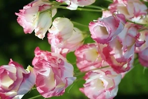 Mão rủng rỉnh tiền bạc, Thìn như ý cát tường vì gặp quý nhân ngày 23/11