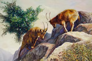 Tử vi tuổi Mùi 2026: Vướng Tam Tai nhưng vẫn bình an, may mắn