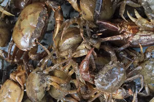 Canh cua đồng giải nhiệt mùa hè, bổ dưỡng, nhưng nhóm người này không nên ăn