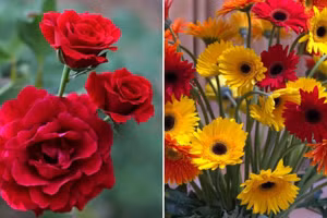 4 loại hoa mang ý nghĩa tài lộc, dâng cúng ngày vía Thần Tài