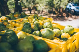 Tinh dầu tự nhiên trong vỏ cam có tác dụng khử mùi và kháng khuẩn. (Ảnh: ITN).