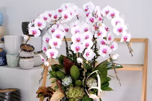 4 loại hoa trưng Tết tươi lâu hơn nhờ mẹo này