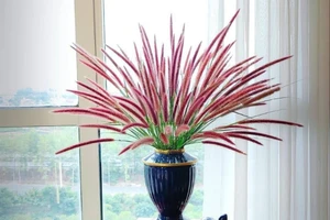 4 con giáp được cát tinh soi chiếu, sự nghiệp, tài lộc vô cùng vượng phát ngày 5/6