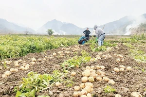 Trồng khoai tây liên kết giúp nhiều hộ nghèo có thu nhập ổn định. Ảnh TTXVN