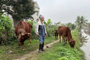 Các hộ dân ở Ninh Bình được nhận bò từ dự án, hỗ trợ phát triển kinh tế. Ảnh: Ảnh: Thùy Dung