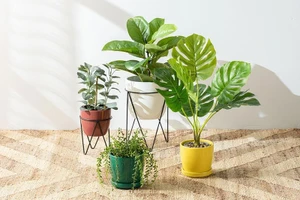 Hợi tài lộc vượng khí, Dậu công danh sáng chói ngày 21/6