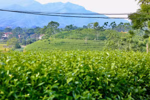 Cây chè là nguồn thu nhập chính của nhiều người dân. Ảnh Thùy Dương