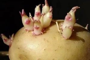 Nếu khoai đã nảy mầm, nên cố gắng loại bỏ phần nảy mầm, và nếu chồi đã lớn hoặc khoai chuyển mềm hoặc thối, tốt nhất không nên ăn. (Ảnh: ITN)