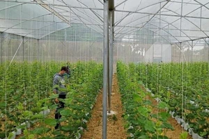 Ứng dụng công nghệ vào trồng dưa lưới tăng năng suất. Ảnh BTH