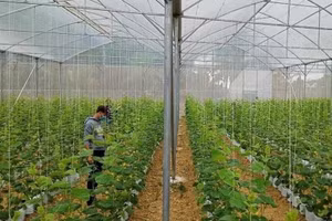 Ứng dụng công nghệ vào trồng dưa lưới tăng năng suất. Ảnh BTH