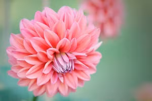 Tử vi 12 con giáp ngày 6/2: Mão đào hoa nở rộ, Dậu tiền bạc rủng rỉnh