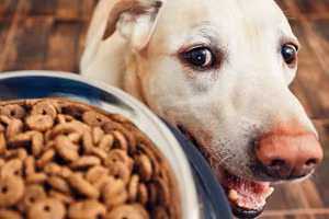 Thức ăn cho thú cưng giảm giá thường đã quá hạn sử dụng. (Ảnh: ITN)