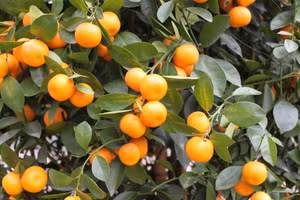 Dân gian nói rằng ‘một quả quất bằng mười phương thuốc’. (Ảnh: ITN)