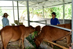 Mô hình chăn nuôi đại gia súc góp phần giảm nghèo ở Lai Châu. Ảnh BLC