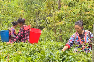 Nhiều mô hình kinh tế giúp người dân vùng cao xóa nghèo. Ảnh TTXVN