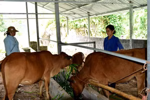 Mô hình chăn nuôi đại gia súc góp phần giảm nghèo ở Lai Châu. Ảnh BLC