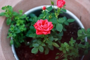 4 cung hoàng đạo số đỏ, làm gì cũng thuận lợi hơn người khác ngày 27/10