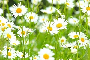 Bạch Dương hạn chế mua sắm, Song Tử tìm cách chinh phục người ấy ngày 28/12