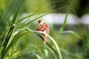  3 con giáp đã nhận được tin vui tới tấp trong ngày đầu năm mới 1/1