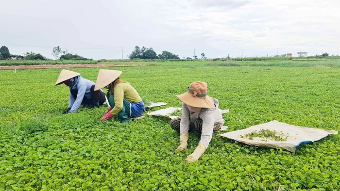 Nông dân xã Quảng Điền, TP Huế thoát nghèo nhờ trồng cây rau má.