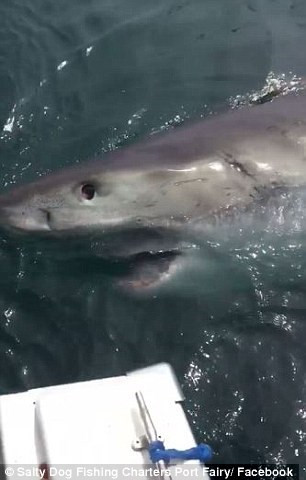 Người đàn ông múa chổi giữa biển đuổi cá mập |