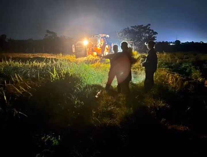 Người dân dùng đèn pin để soi đường để cho máy gặt lúa.jpg