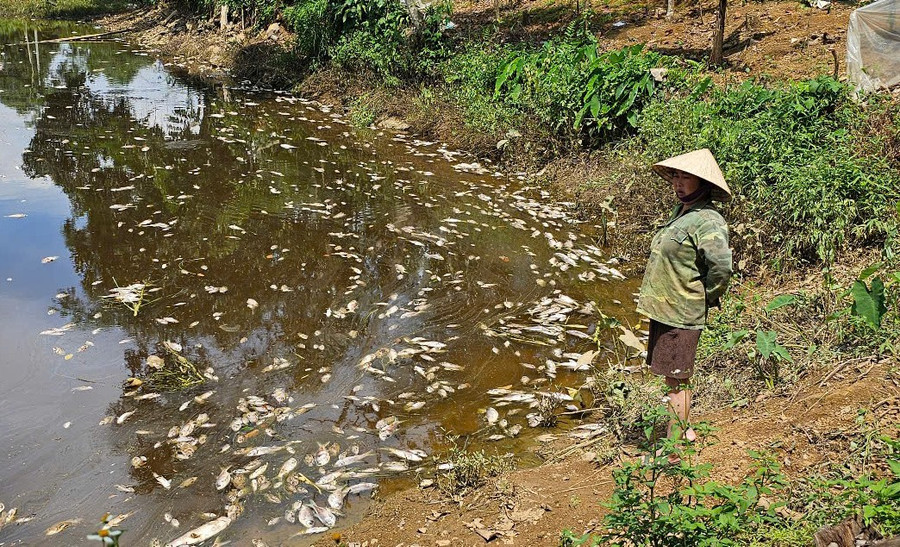 Cá chết tại ao một hộ dân nuôi gần khu vực trang trại lợn.