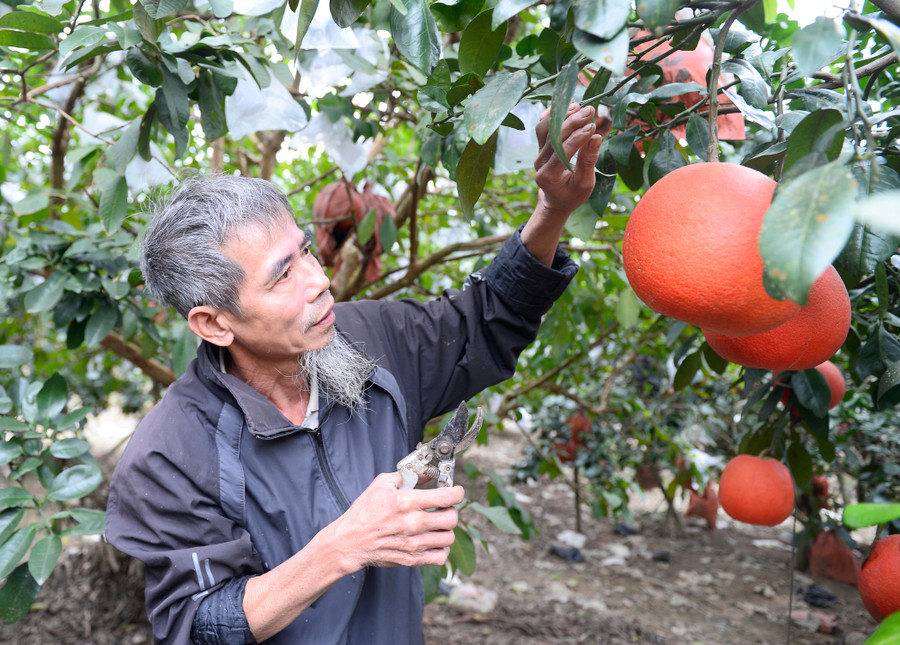 Trước Tết vài tháng, gia đình ông Tư được thương lái đặt mua 50% số quả trong vườn.