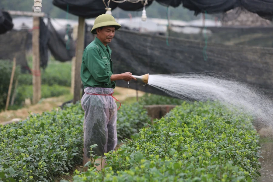 Người dân Đông Cương tất bật chăm sóc hoa để phục vụ thị trường Tết Nguyên đán.