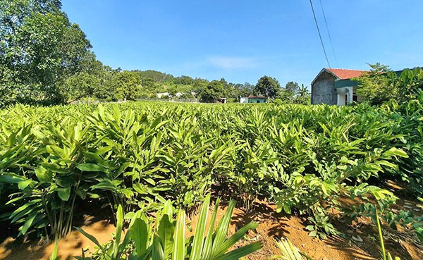 Cây riềng được ví là cây "vàng xanh"mang lại hiệu quả kinh tế cao.