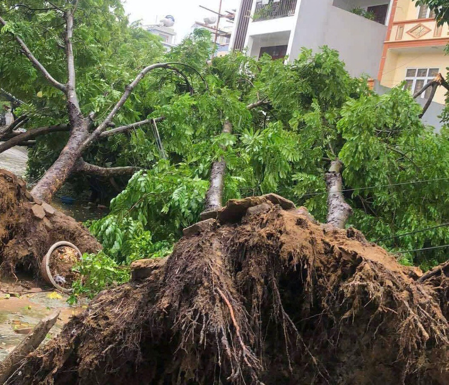 Cây gãy đổ la liệt ở khắp địa phương Thanh Hoá.