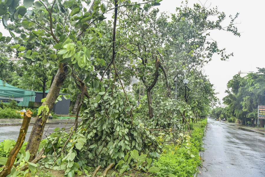 Hàng loạt cây xanh bị gió quật tơi tả. 5a37f88422d7ab89f2c6.jpg