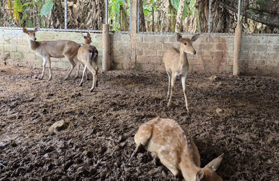 Cô Giang đã bén duyên với nghề nuôi hươu 5 năm.