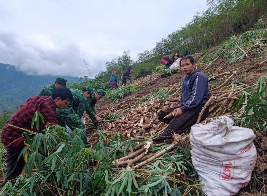 Năm 2023, người dân Mường Lát có nguồn thu nhập hơn 100 tỷ đồng từ cây sắn.