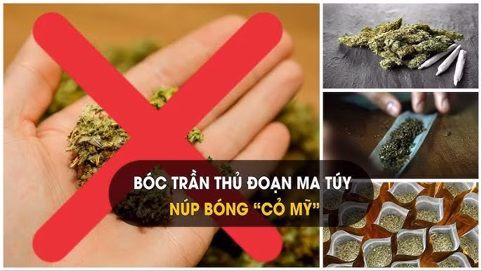 Ma túy "cỏ Mỹ" cực kỳ nguy hiểm đối với cơ thể người. (Ảnh: minh hoạ)