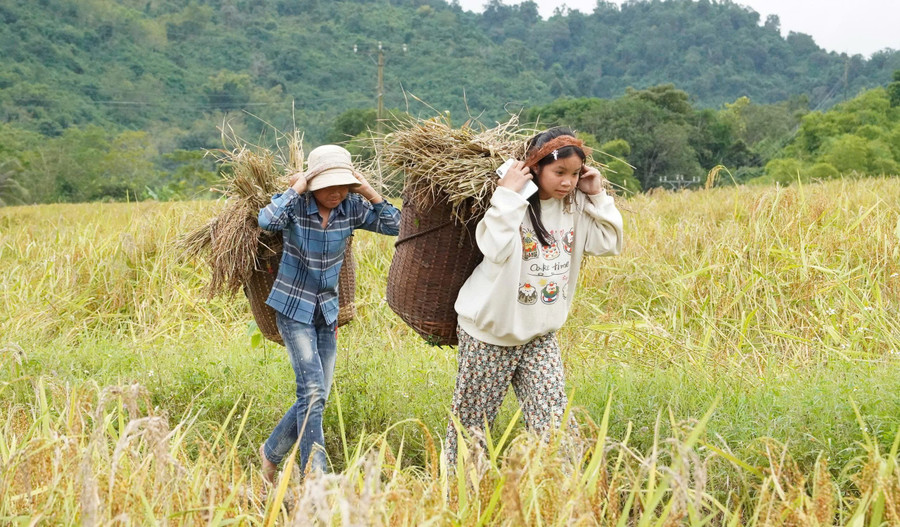 Người dân ấm no nhờ trồng nếp Cay Nọi.