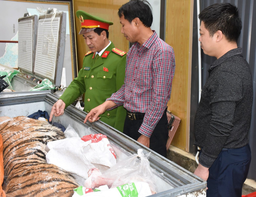 Cá thể hổ được Hoàng Đình Đạt (áo sọc đỏ) cấp đông cất giấu dưới hầm tại nhà riêng.