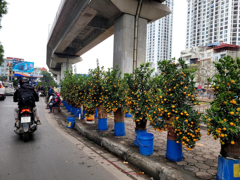 Chợ đào quất ế ẩm ngày cận Tết, tiểu thương ngán ngẩm bán đồng giá