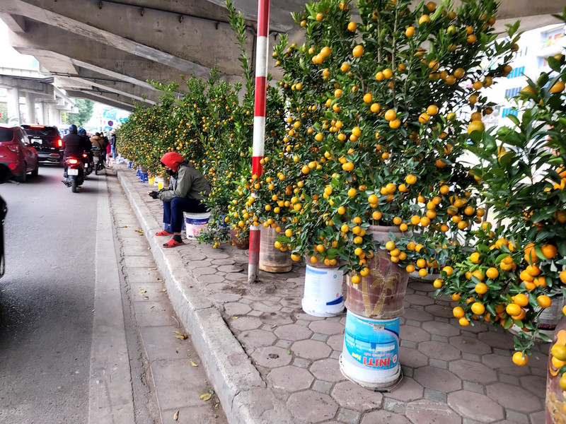 Chợ đào quất ế ẩm ngày cận Tết, tiểu thương ngán ngẩm bán đồng giá