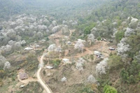 Mỗi độ tháng Ba về, hoa ban Điện Biên nở trắng núi rừng.